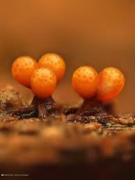 Attēlu rezultāti vaicājumam “Trichia botrytis”