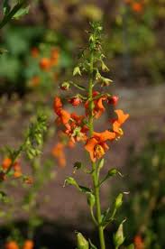 Image result for Alonsoa liniflora