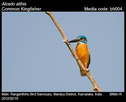 Attēlu rezultāti vaicājumam “Alcedo atthis”