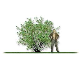 Attēlu rezultāti vaicājumam “Exochorda giraldii var. wilsonii”