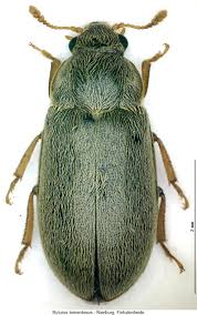 Attēlu rezultāti vaicājumam “Byturidae”