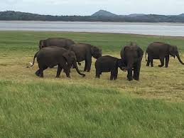 Image result for pinawella