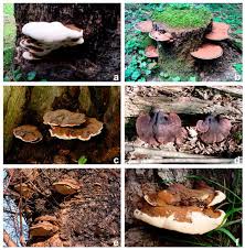 Attēlu rezultāti vaicājumam “Ganoderma applanatum”
