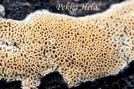 Attēlu rezultāti vaicājumam “Antrodia mellita”