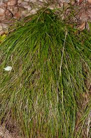 Attēlu rezultāti vaicājumam “Deschampsia flexuosa bud”