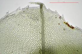 Attēlu rezultāti vaicājumam “Plagiomnium elatum”