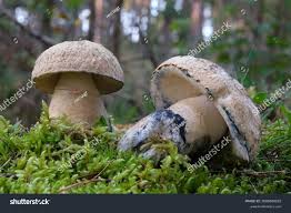 Attēlu rezultāti vaicājumam “Gyroporus cyanescens”