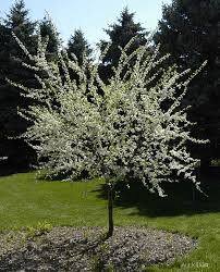 Attēlu rezultāti vaicājumam “Prunus (plum-tree)”