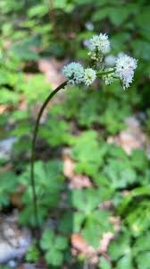 Attēlu rezultāti vaicājumam “Sanicula europaea”