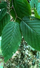 Attēlu rezultāti vaicājumam “Betula alleghaniensis leaf”