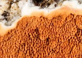 Attēlu rezultāti vaicājumam “Gloeoporus taxicola”