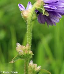 Attēlu rezultāti vaicājumam “Campanula cervicaria flower”