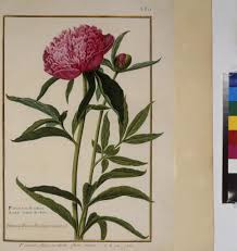 Image result for Pfingstrose