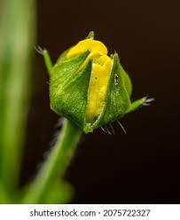 Attēlu rezultāti vaicājumam “Argentina anserina bud”
