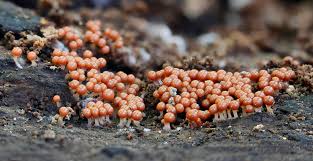 Attēlu rezultāti vaicājumam “Trichia crateriformis”