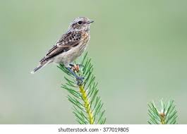 Attēlu rezultāti vaicājumam “Saxicola rubetra juvenile”
