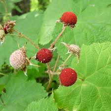 Attēlu rezultāti vaicājumam “Rubus parviflorus fruit”