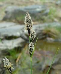 Attēlu rezultāti vaicājumam “Carex buxbaumii”