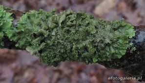 Attēlu rezultāti vaicājumam “Pleurosticta acetabulum”