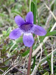 Attēlu rezultāti vaicājumam “Pinguicula vulgaris flower”
