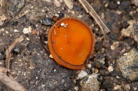 Attēlu rezultāti vaicājumam “Melastiza chateri”