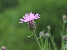 Image result for Centaurea nigra
