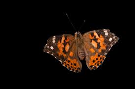 Attēlu rezultāti vaicājumam “Vanessa cardui”