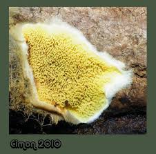 Attēlu rezultāti vaicājumam “Leucogyrophana sororia”