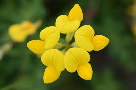 Attēlu rezultāti vaicājumam “Lotus corniculatus flower”