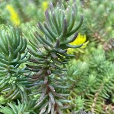 Attēlu rezultāti vaicājumam “Sedum rupestre leaf”