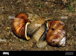 Attēlu rezultāti vaicājumam “Helicidae”