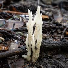 Attēlu rezultāti vaicājumam “Clavulina rugosa”