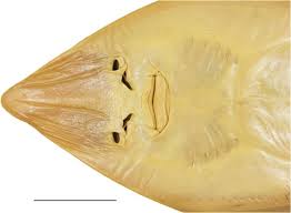 Image result for Acroteriobatus blochii