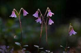 Attēlu rezultāti vaicājumam “Linnaea borealis flower”