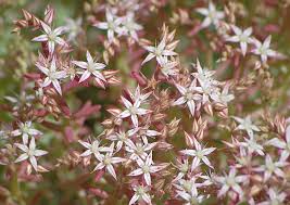 Attēlu rezultāti vaicājumam “Sedum pallidum flower”
