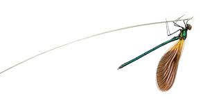 Attēlu rezultāti vaicājumam “Calopteryx virgo male”