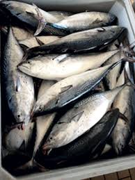 Image result for Euthynnus alletteratus