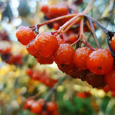 Attēlu rezultāti vaicājumam “Viburnum opulus fruit”