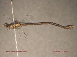 Attēlu rezultāti vaicājumam “Lestidae”