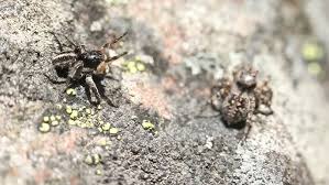 Attēlu rezultāti vaicājumam “Aelurillus v-insignitus”