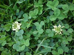 Attēlu rezultāti vaicājumam “Trifolium repens”
