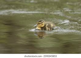 Attēlu rezultāti vaicājumam “Anas platyrhynchos juvenile”