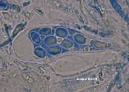 Attēlu rezultāti vaicājumam “Evernia divaricata”