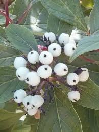 Attēlu rezultāti vaicājumam “Cornus sericea fruit”