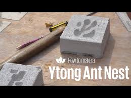Image result for ytong ants