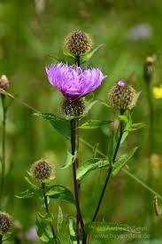 Image result for Centaurea pseudophrygia