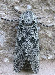 Attēlu rezultāti vaicājumam “Cossidae”