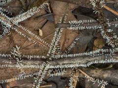 Attēlu rezultāti vaicājumam “Diachea leucopodia young”