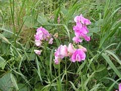 Attēlu rezultāti vaicājumam “Lathyrus latifolius bud”