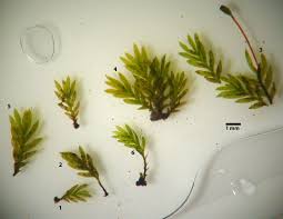 Attēlu rezultāti vaicājumam “Fissidens pusillus sporophyte”